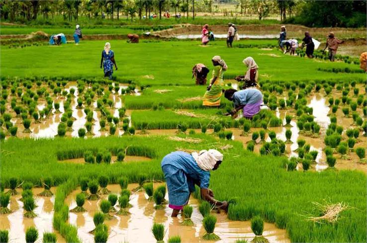 agriculture in karnataka