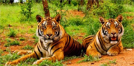 jim corbett national park bengal tiger