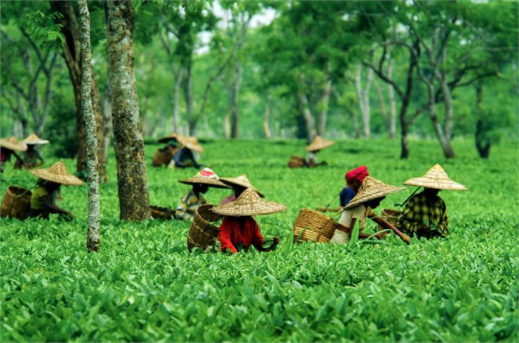 assam agriculture