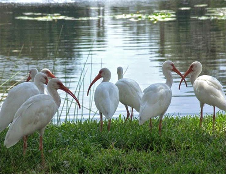 kolleru birds