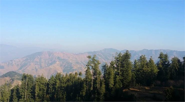 shimla forest