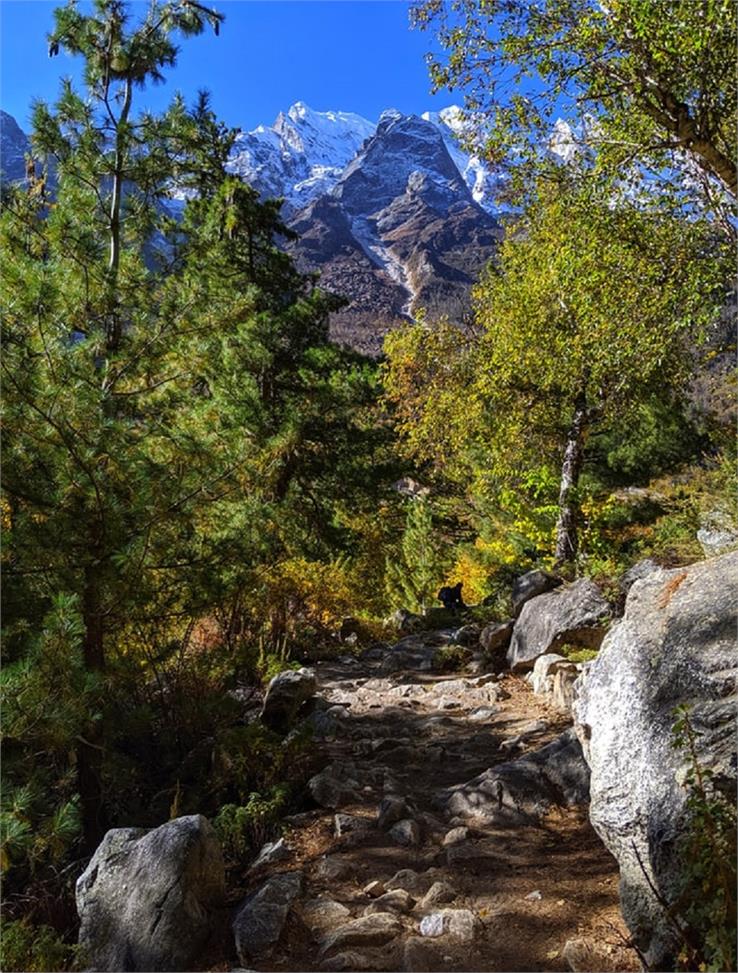  flora in uttarakhand 