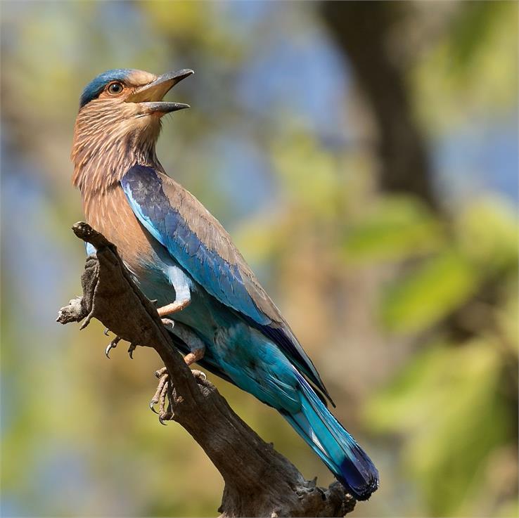 bandhavgarh national park birds