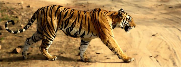 wildlife in bandhavgarh national park