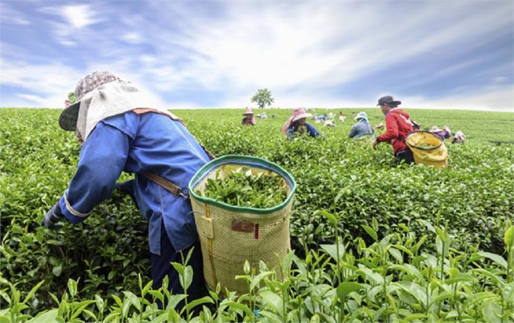 darjeeling tea garden