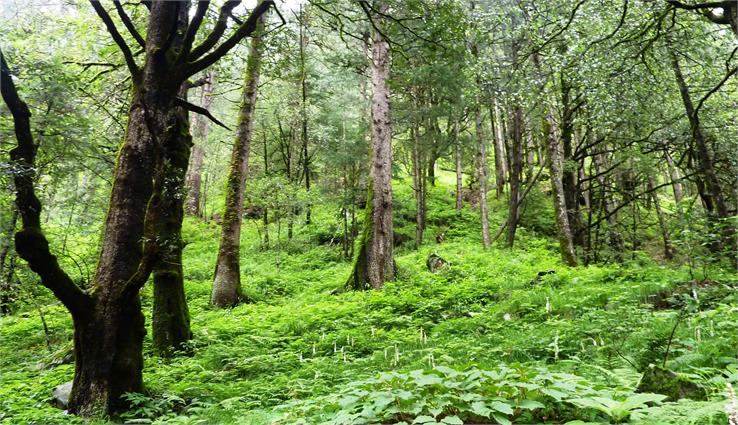 old-growth forest