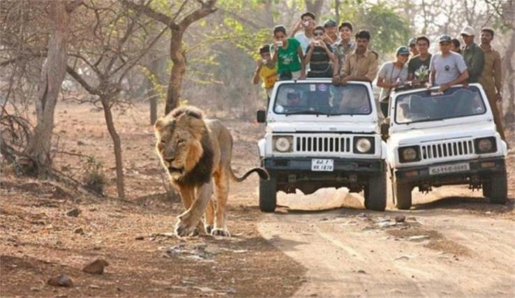 gir national park safari 