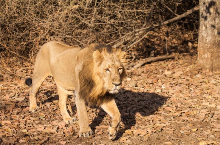 gir national park