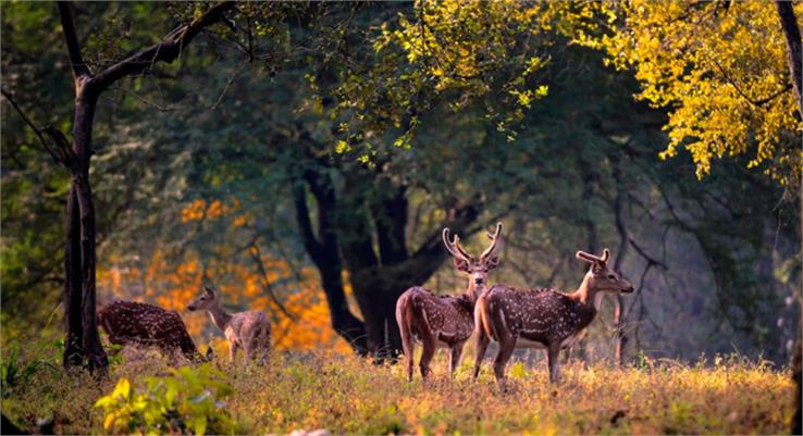 flora jim corbett national park