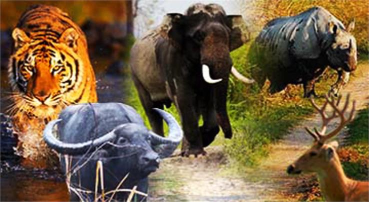 flora and fauna in kaziranga national park