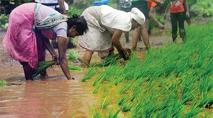 maharashtra agriculture