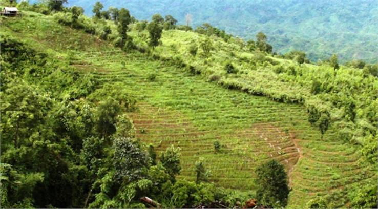 mizoram agriculture