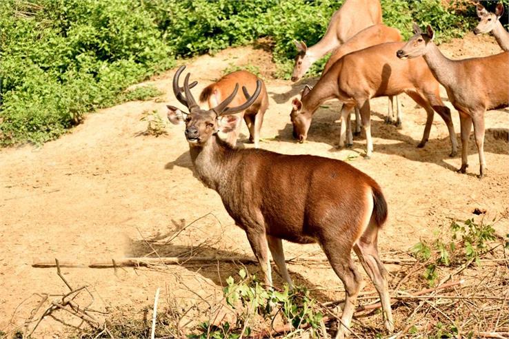 nagaland flora and fauna