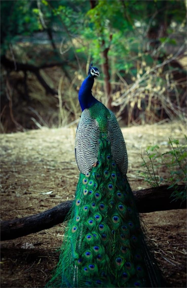 birds in national park