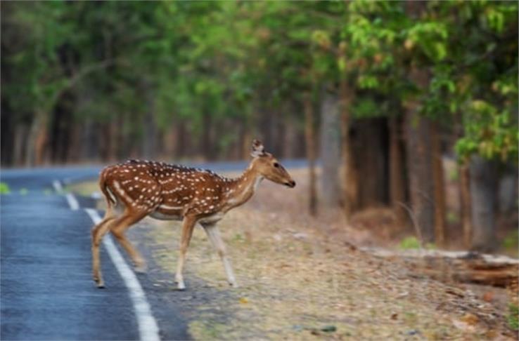 white-tailed deer in national park