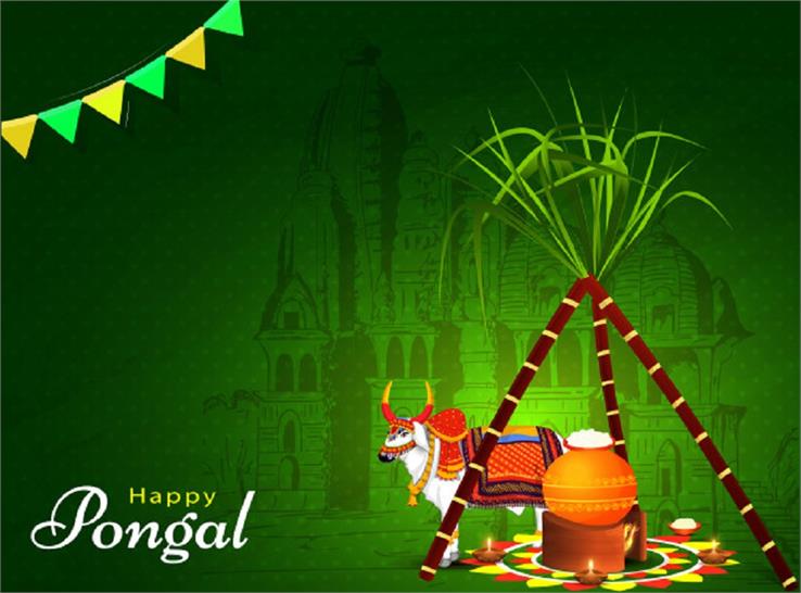 pongal festival