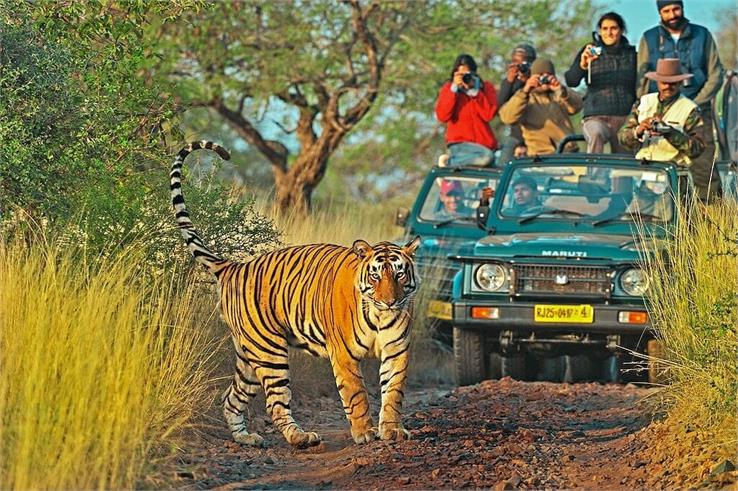 ranthambore national park