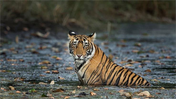 tigers in ranthambore