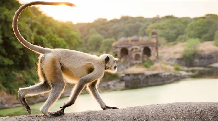 ranthambore-national-park animals