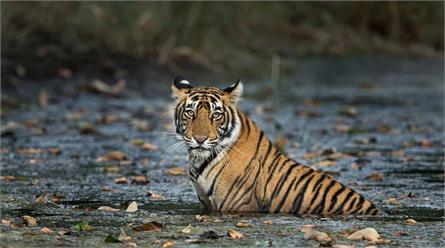 Ranthambore National Park