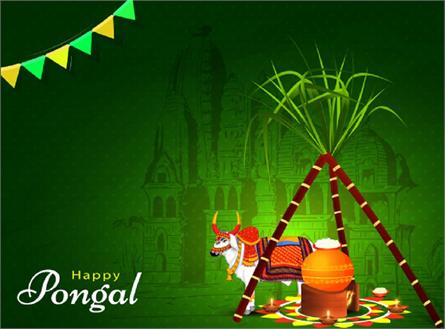 pongal festival