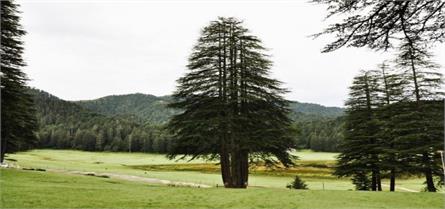 panch pandav tree